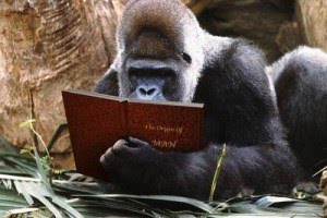Ape dream dictionary