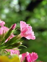 Carnations dream dictionary