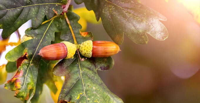 Acorn