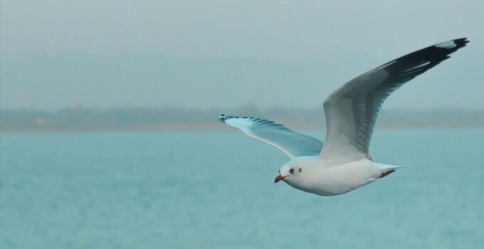 Albatross