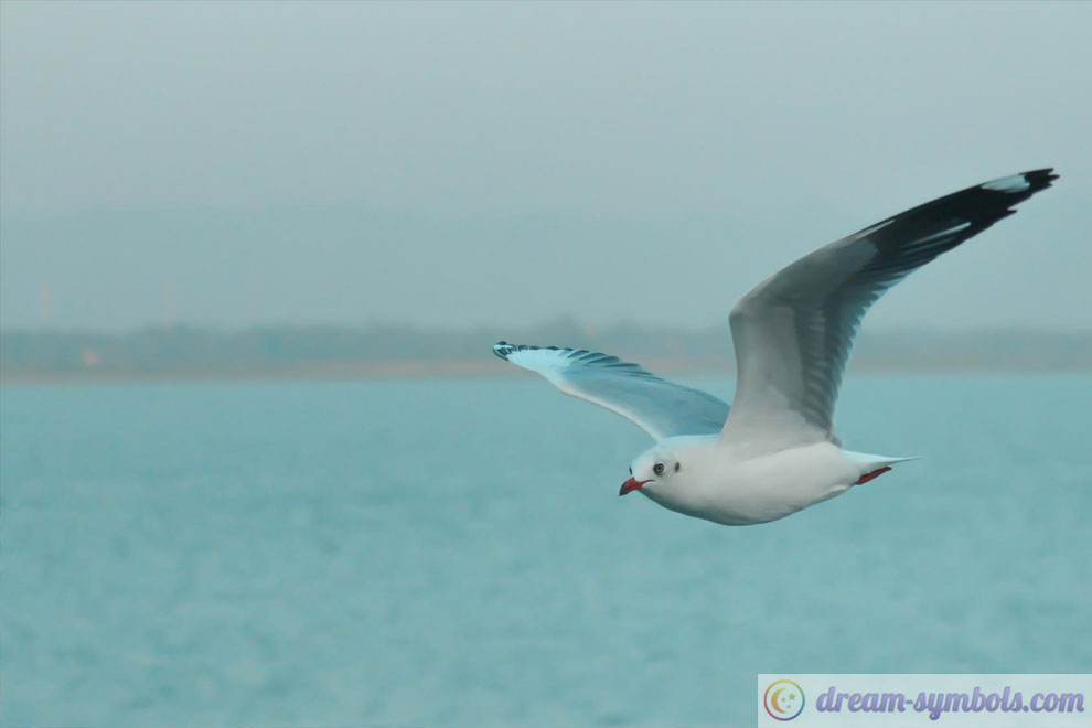 albatross dream
