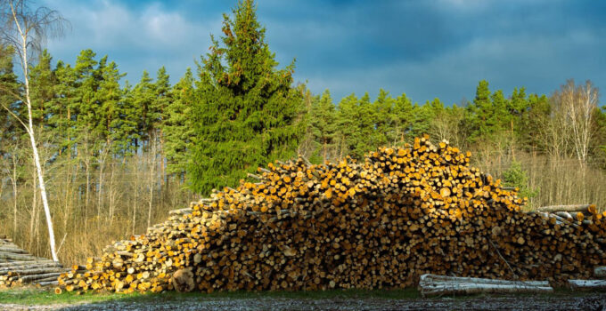 Alder