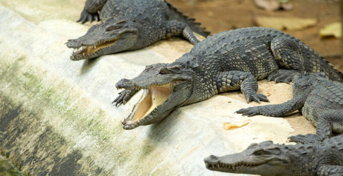 Alligator