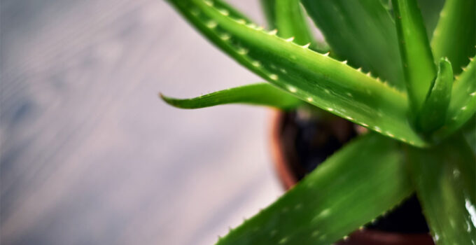 Aloe vera