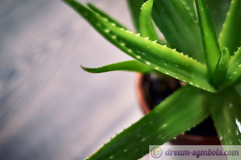 aloes dream symbol