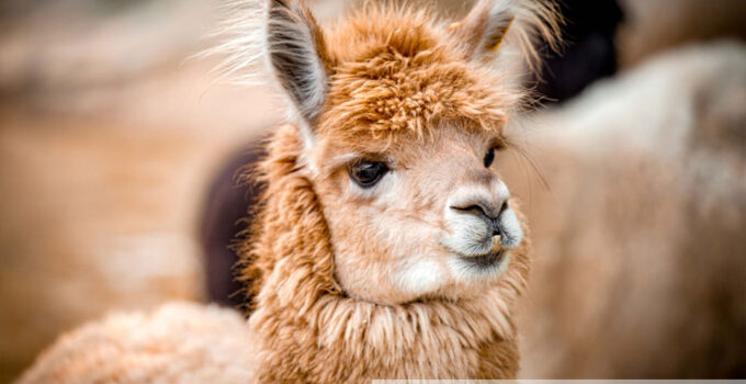 Alpaca