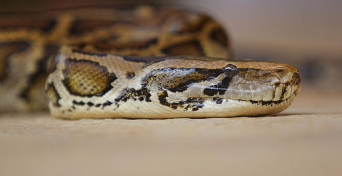 Anaconda
