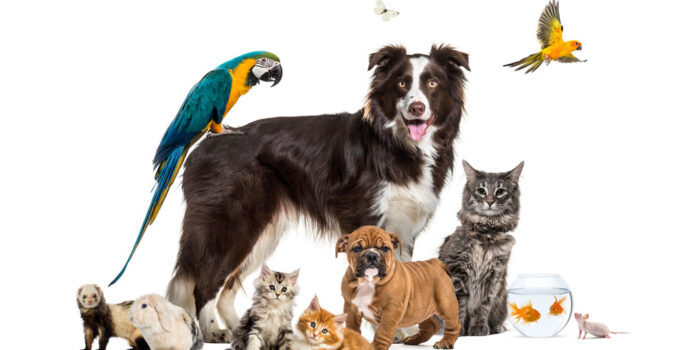 Animals