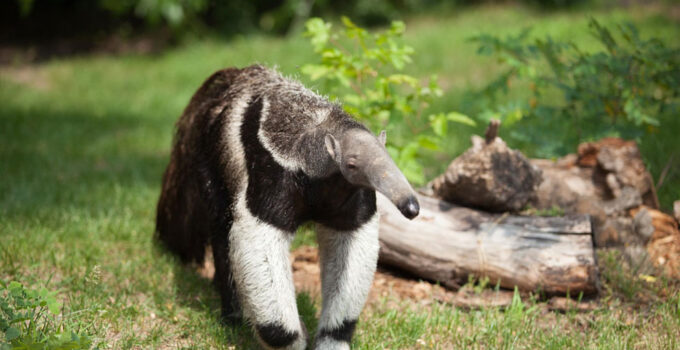 Anteater