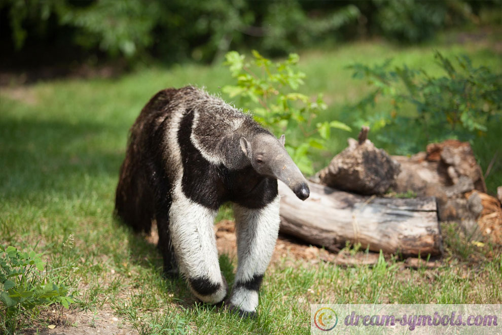 anteater-dream