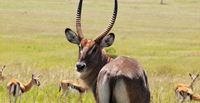 Antelope