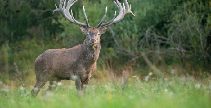 Antlers