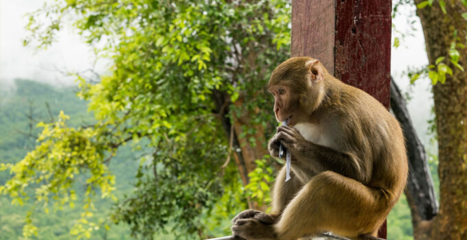 Ape