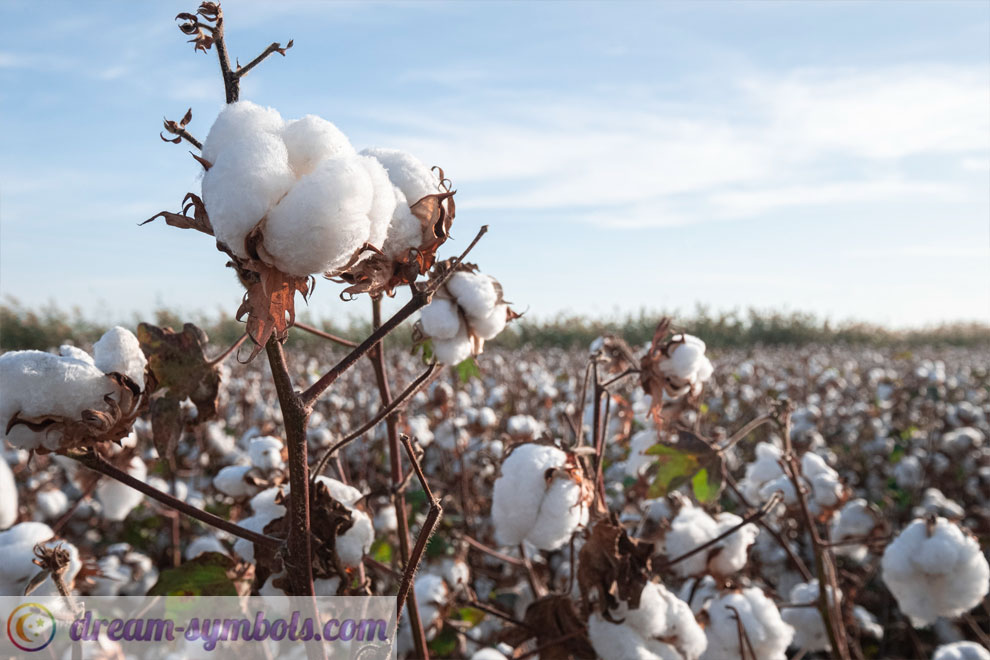 cotton dream meaning