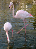 dream flamingo