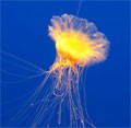 dream jellyfish