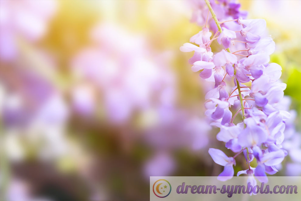 wisteria dream symbol