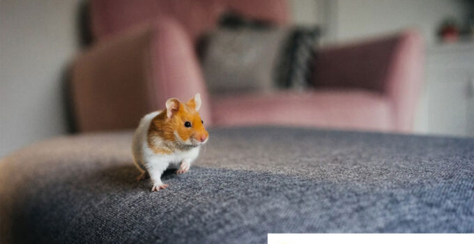 Hamster