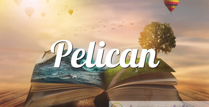 Pelican