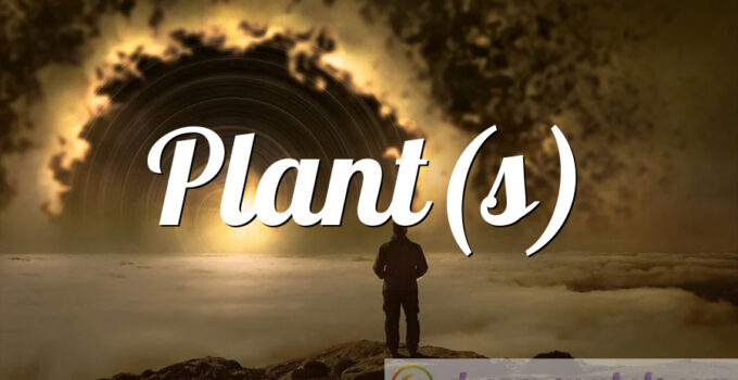 Plant(s)