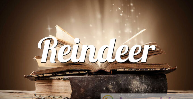 Reindeer