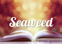 Seaweed