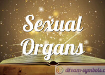 Sexual Organs