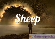 Sheep