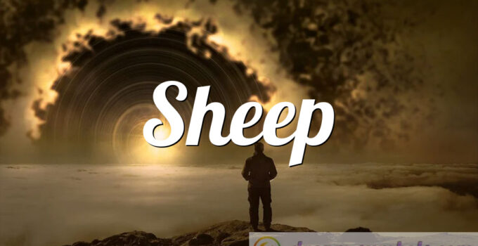 Sheep