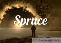 Spruce