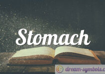 Stomach