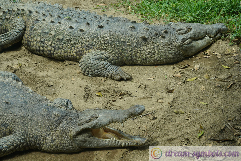 Crocodile Dream Meaning Crocodile Dream interpretation