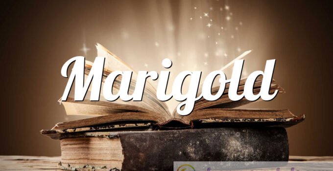Marigold