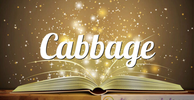 Cabbage